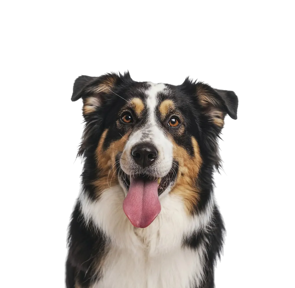 Cão feliz no pet care - Creche e daycare para cães em Moema