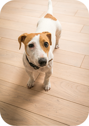 Piso hospitalar com conforto térmico para pets