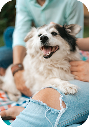 Matilha reduzida - Socialização controlada